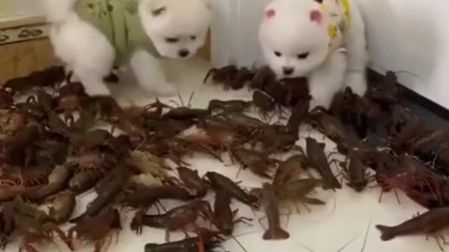cute dog playing
