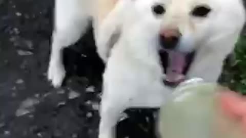 cute dog