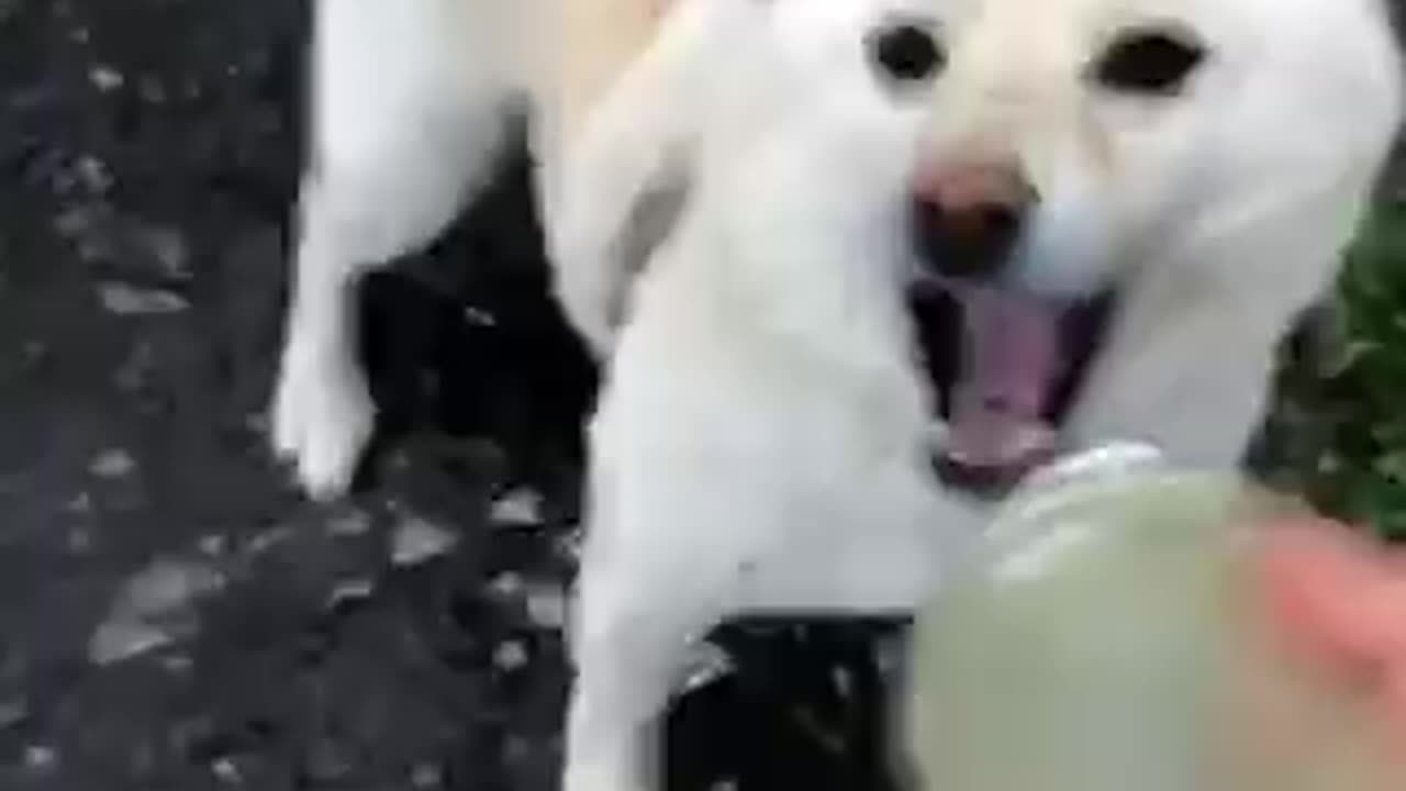 cute dog