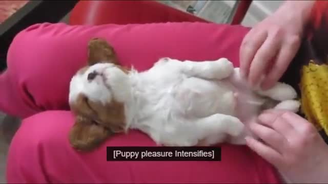 In Less Than 1 Minute, These Tiny Puppies Will Change Your Day! Cutest Puppies Compilation