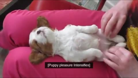 In Less Than 1 Minute, These Tiny Puppies Will Change Your Day! Cutest Puppies Compilation