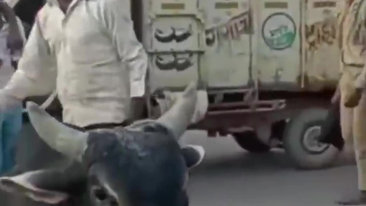 Funny drunk video man and bull fight--ending is very interesting