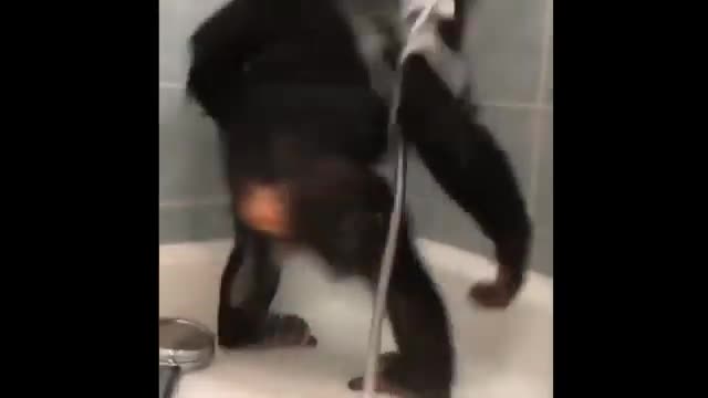 Funny monkey vidio