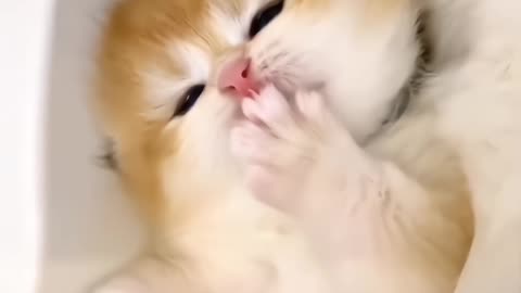 Funny cats and kittens dogs 🐶🐶🐶🐶