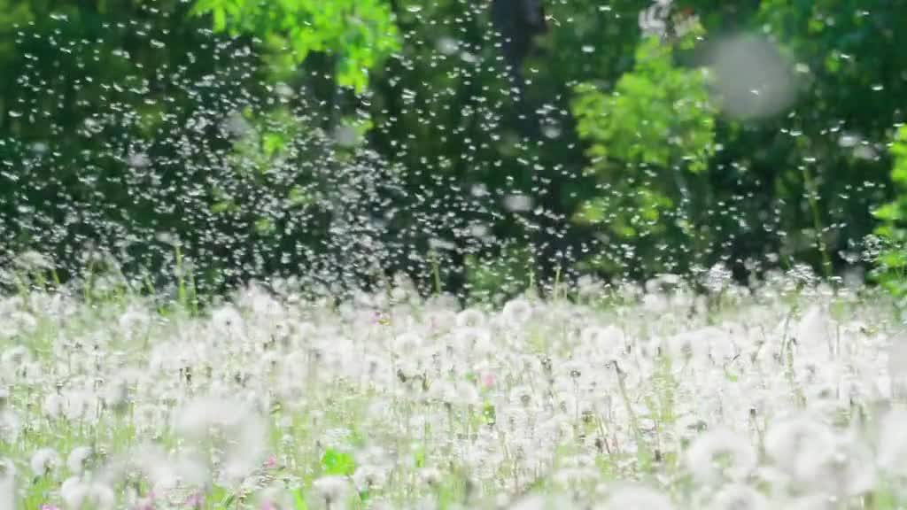 A gust of wind A dandelion's splendor