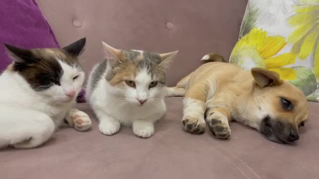 How a Puppy and Cats share a sofa