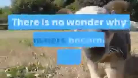 Related to trained dogs