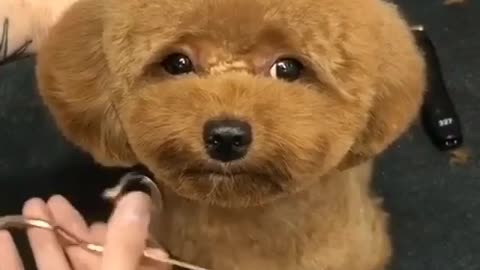 Look at the dog's face 🐕 please follow me