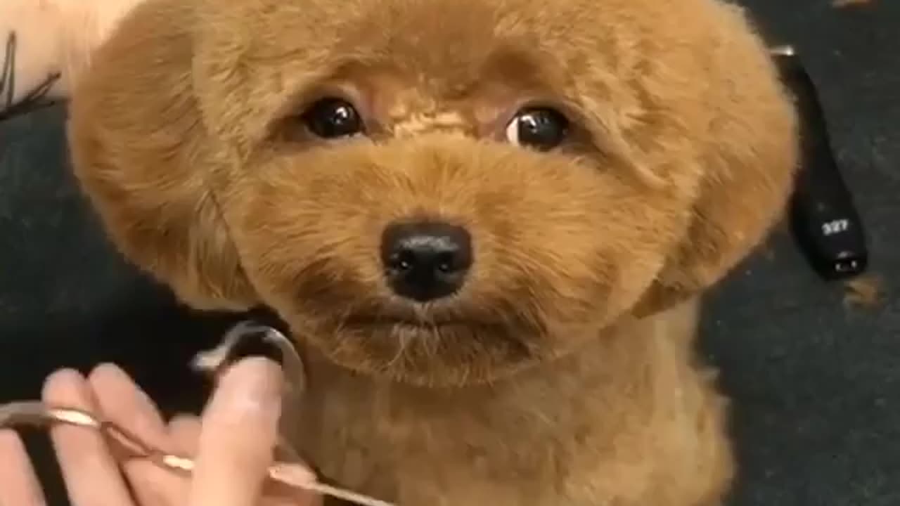 Look at the dog's face 🐕 please follow me