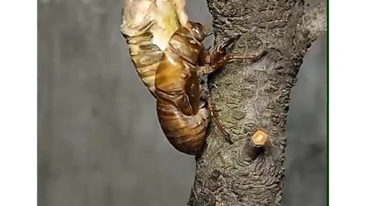 আল্লাহু আকবার