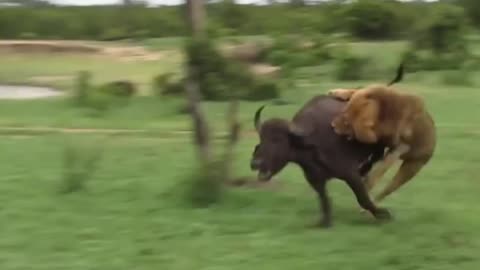 Lion vs Buffalo