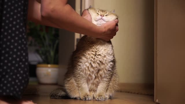 My mommy is definitely cat addicted person and she’s not even trying to hide that!