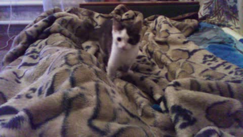 Kitten Funny Plays with a Ball