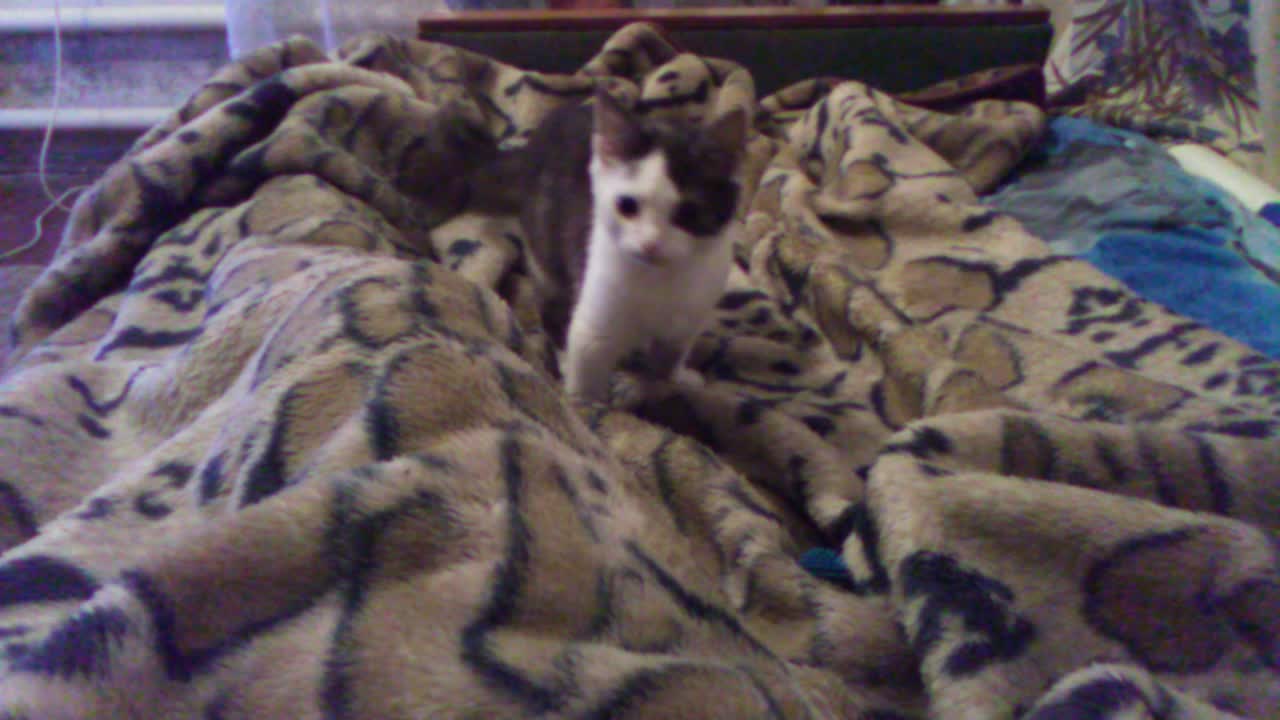 Kitten Funny Plays with a Ball