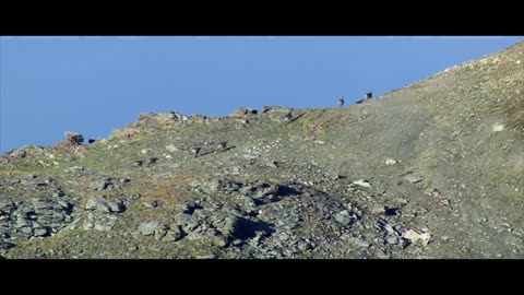 MOUNTAIN GOATS - These Creatures Don’t Care About The Laws Of Physics Despite Their Hooves9