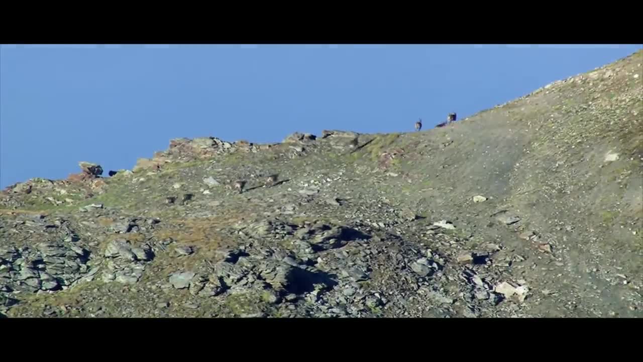 MOUNTAIN GOATS - These Creatures Don’t Care About The Laws Of Physics Despite Their Hooves9