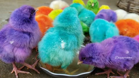 Colourful chicks