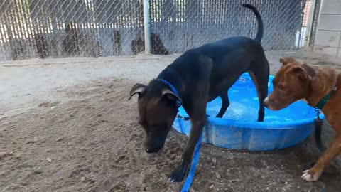 Os trabalhos mais lucrativos para cães de 2022