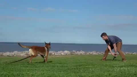Dog on training