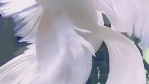 The cutest creatures