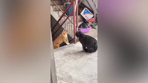 Most Funny Animal Videos Of The 2023 🤣 - Funniest Cats And Dogs Videos 😺😍