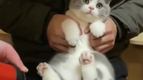 Cute & funny cats #shorts