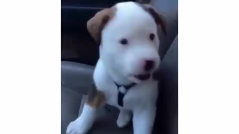 Watch this bogs reaction to his own hiccups