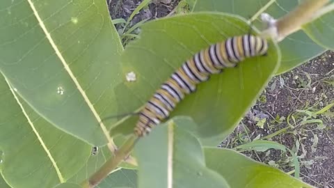 Monarch Butterfly Caterpillar
