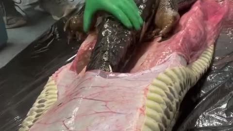 Snake Autopsy Shows Snake's Last Meal