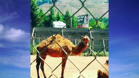 Camels came to say hump day