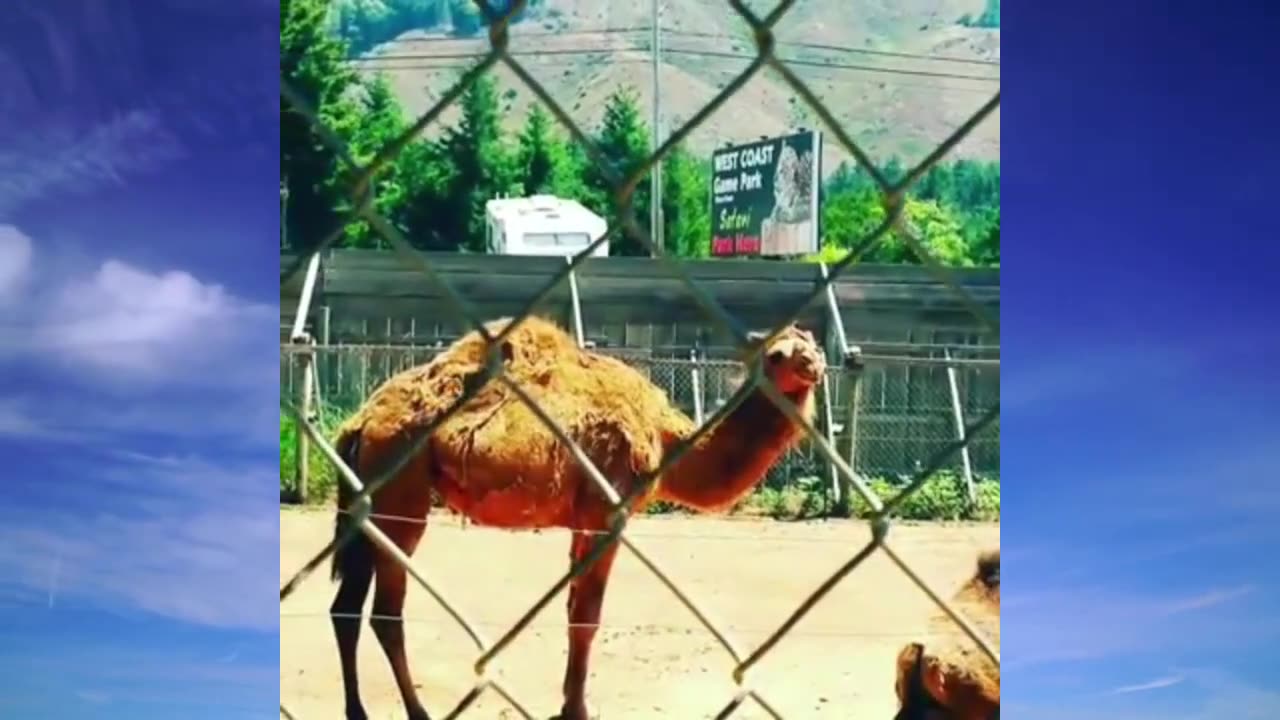 Camels came to say hump day