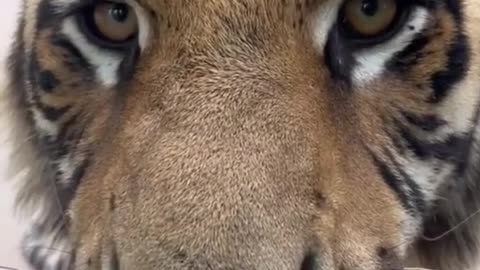 fry#animals#pets