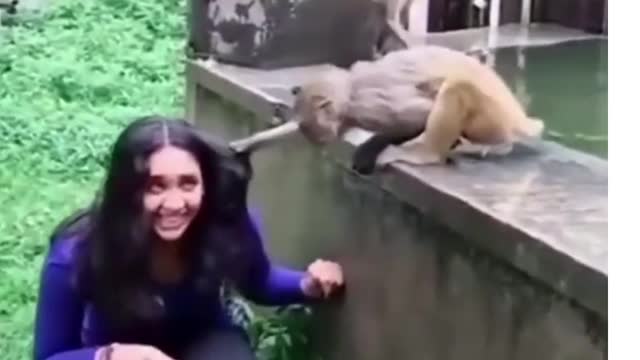 Monkey funny video 🐒🐒🤣🤣 #shorts
