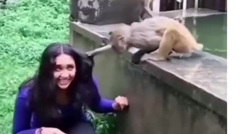 Monkey funny video 🐒🐒🤣🤣 #shorts