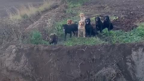 Roll call