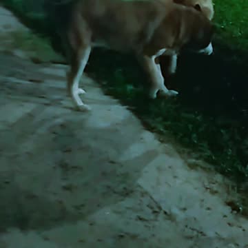 La barra de peludos en una mañana calurosa de invierno - Tacuarembó 02/08/2024