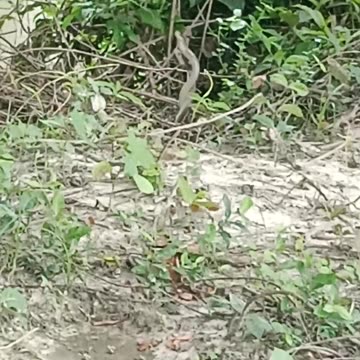 Snake romance video ❣️❣️❣️