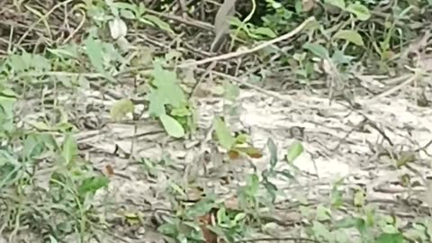 Snake romance video ❣️❣️❣️