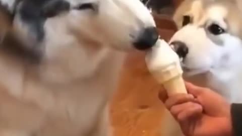funny dogs eating ice cream