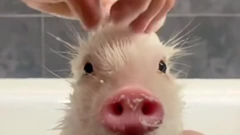 Piglets. having the best times of his life 😊😊😊 #Funny #Pig #Entertainment #Weird #Viral