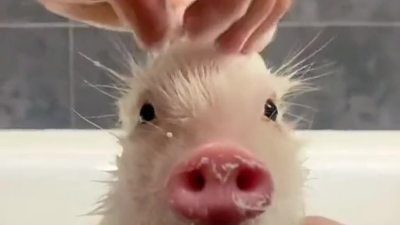 Piglets. having the best times of his life 😊😊😊 #Funny #Pig #Entertainment #Weird #Viral
