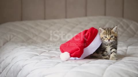 Little cat enjoy ☺️☺️☺️