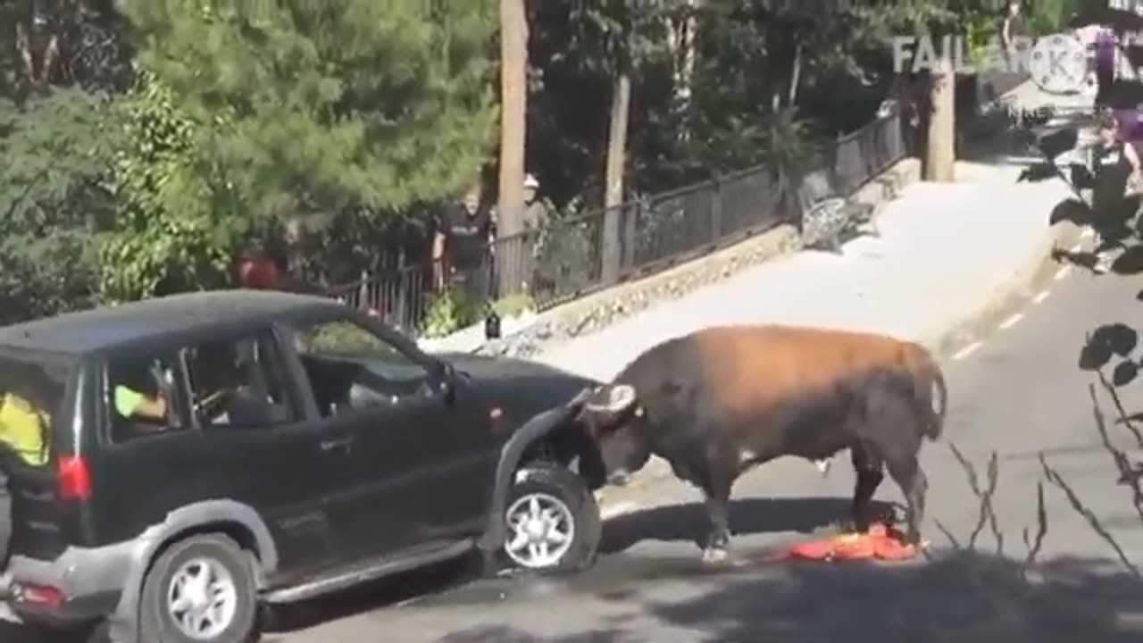 A Huge Bull Showcase its Power!!!! Nature is Crazy