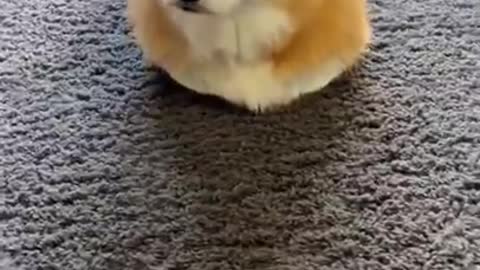 What a sweet, sweet dog