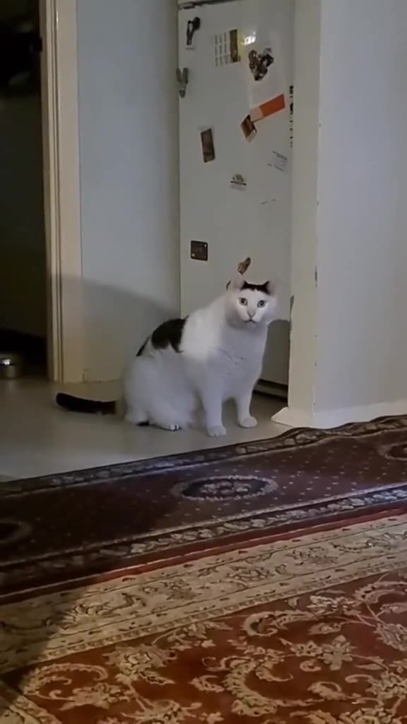 Funny Animals