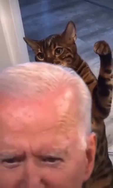 Biden Cat Attack