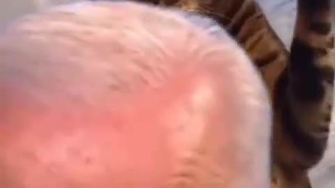 Biden Cat Attack