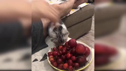 Baby Cats - A Collection of Cute and Funny Baby Cat Videos