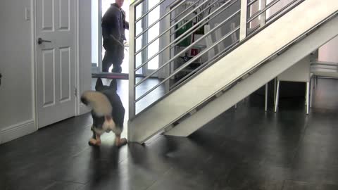 Teaching dogs to guard people and objects