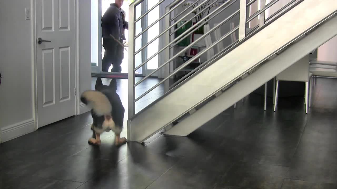 Teaching dogs to guard people and objects